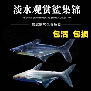 热带鱼大型鱼耐活好养