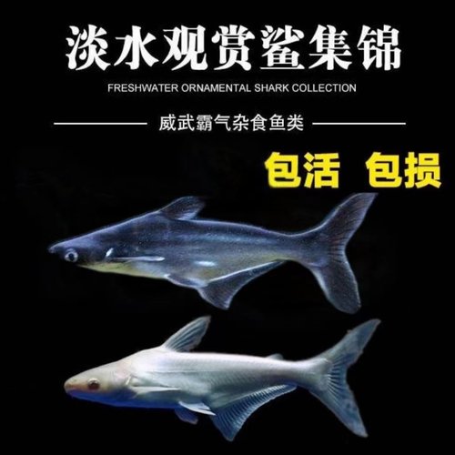 热带鱼大型鱼耐活好养