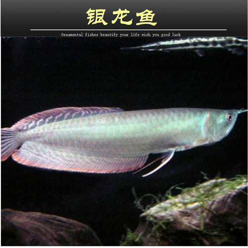 14-15cm精挑纯种银龙鱼水温28度