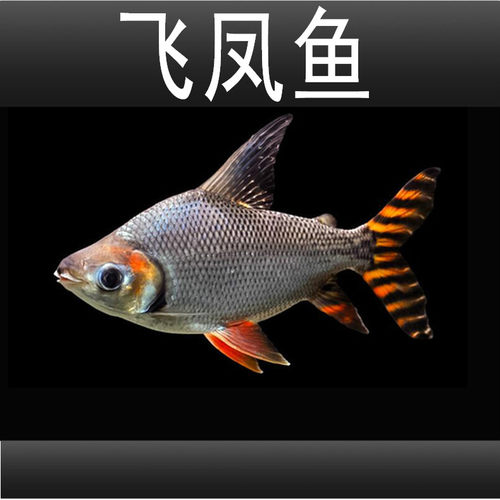 风水鱼好养清理鱼缸高档龙鱼配鱼