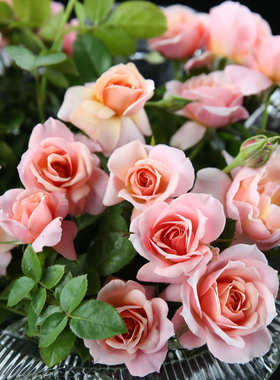 大花浓香阳台盆栽粉红色玫瑰包邮