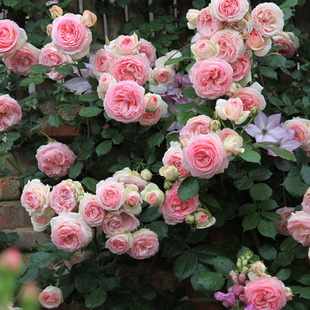 大花爬藤玫瑰花苗盆栽粉色龙沙宝石庭院阳台藤本月季 蔷薇 包邮