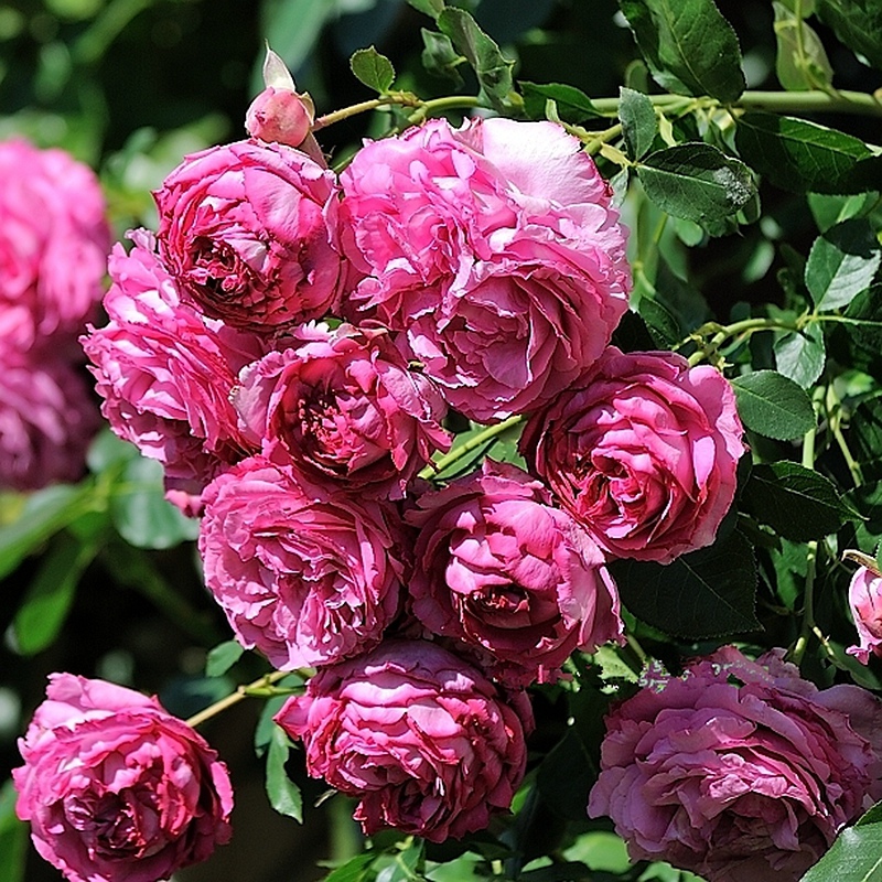 包邮藤本伊芙伯爵超大花浓香型爬藤月季花苗盆栽庭院阳台花卉欧月
