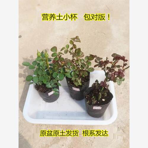 月季花苗成活率高扦插小