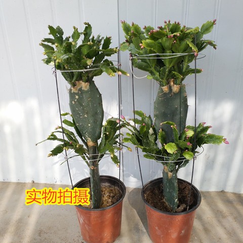 仙人掌嫁接盆栽带花多色多肉盆景