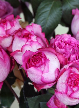 家居饰品伊芙系列月季花苗灌木伊芙伯爵大花浓香包子四季玫瑰月季