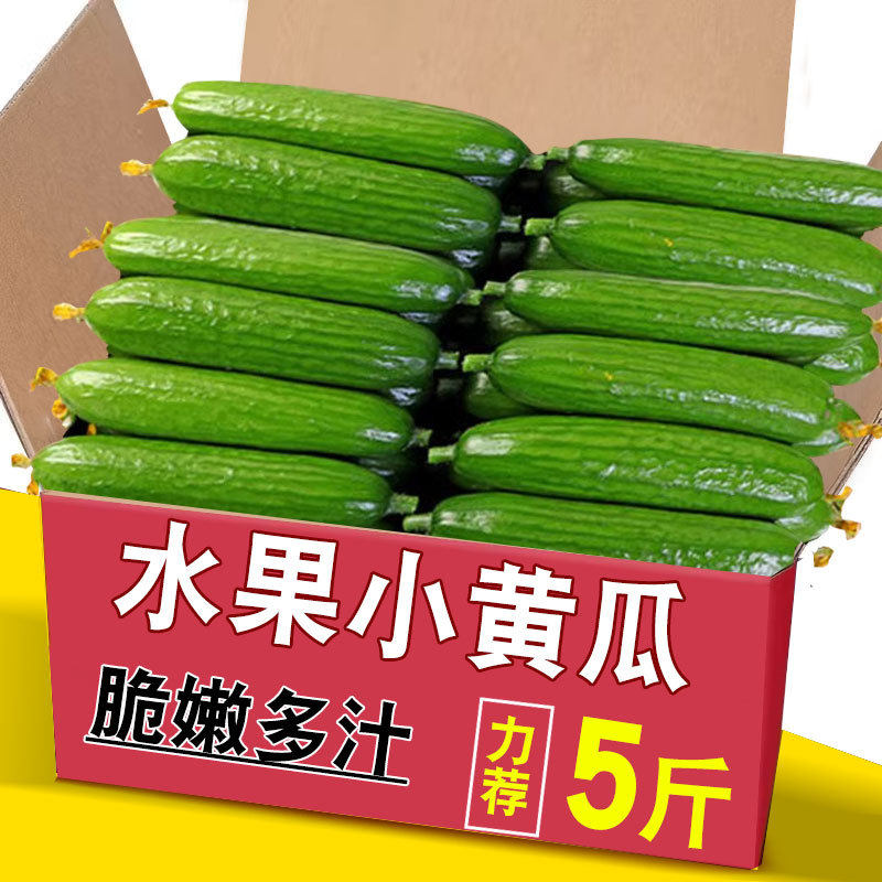 水果黄瓜新鲜生吃小黄瓜