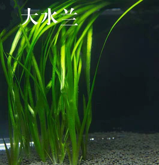 兰小水兰造景韭菜鱼缸新手大水水景水草赖养龙舌兰真包邮扭兰前后