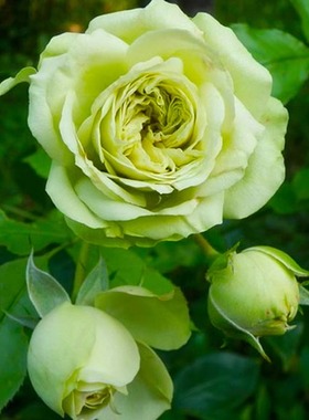 可爱 绿欧月法国月季花苗 切花多头玫瑰绿色勤花抗病灌木四季开花