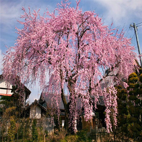 锦生垂枝梅 开运垂枝梅 粉花垂枝梅小苗 垂枝红梅 绿化苗梅花小苗
