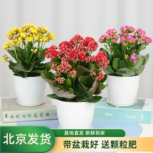 巴黎单瓣桌面植物长寿花盆栽