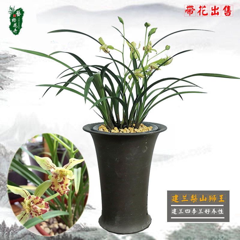 兰花苗绿植盆栽带花苞建兰梨山狮王室内花卉品种大全四季开花好养