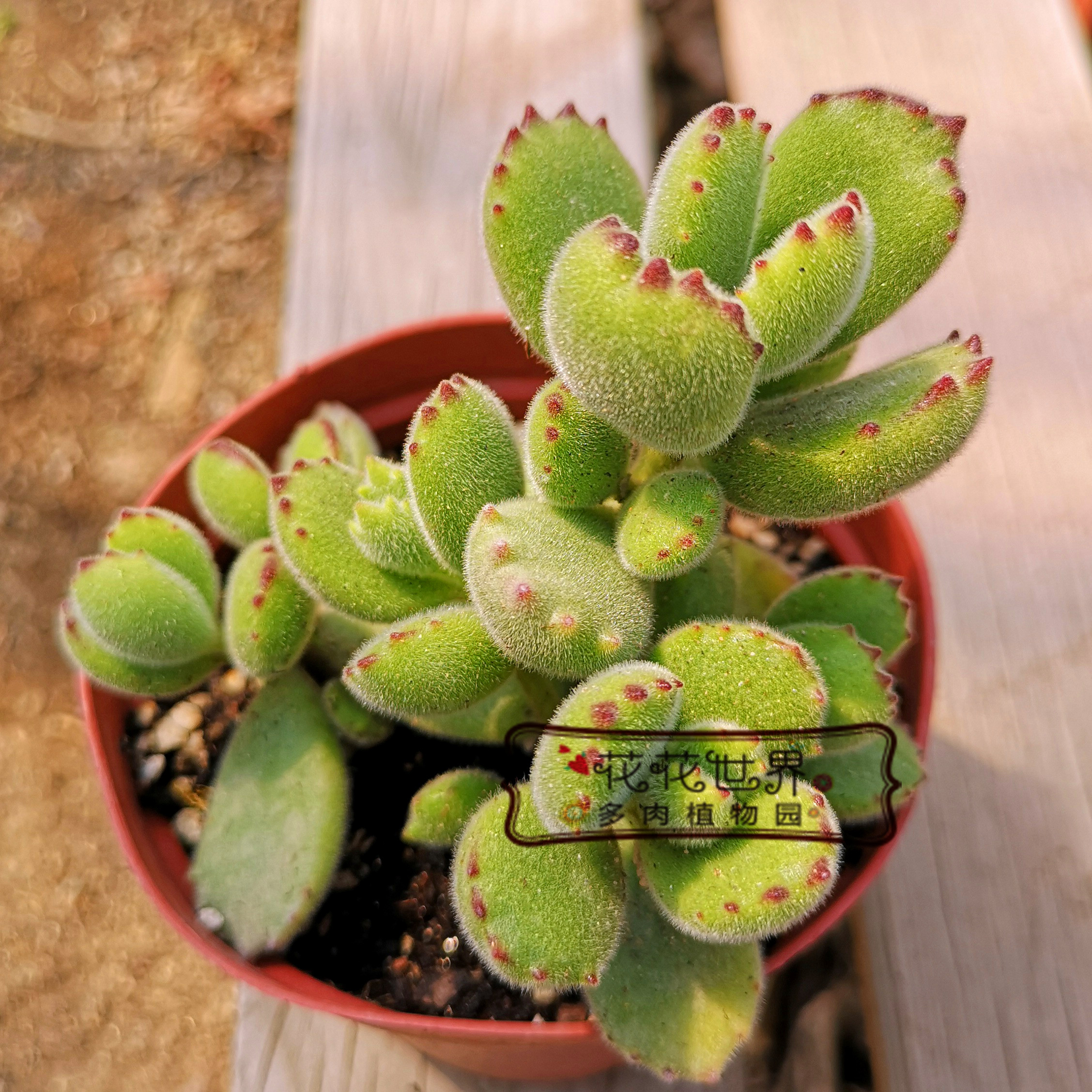 多肉植物我们足球推荐最稳的网站 首页花花小世界毛茸茸多肉植物熊爪多头群生熊童子绿熊花花世界多肉多肉植物北京地区体察网