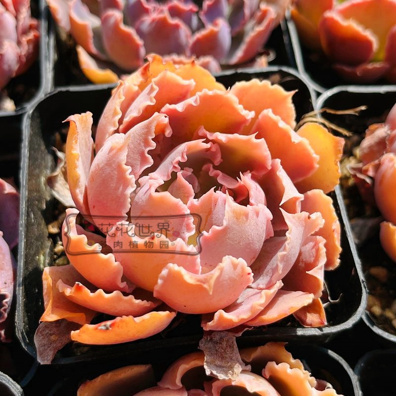 晚霞之舞粉色包菜多肉植物新手养肉窗台桌面绿植盆栽组合花花世界