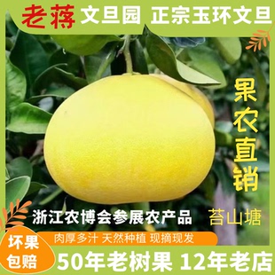 正宗浙江玉环文旦柚子50年老树果子苔山塘楚门文旦水果蜜柚无激素