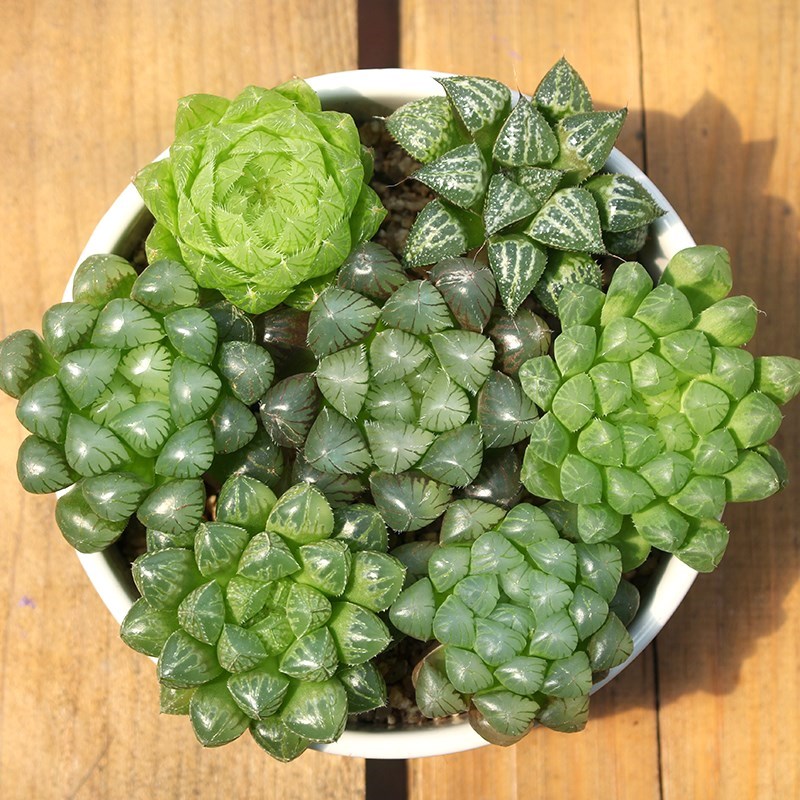 玉露多肉植物透明价格 玉露多肉植物透明图片 星期三 玉露多肉植物透明价格 玉露多肉植物透明图片 星期三