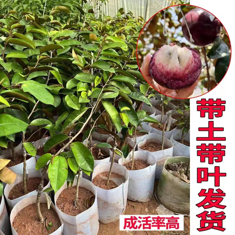 越南牛奶果嫁接苗星苹果苗热带果苗金星果牛奶果树苗庭院盆栽地栽