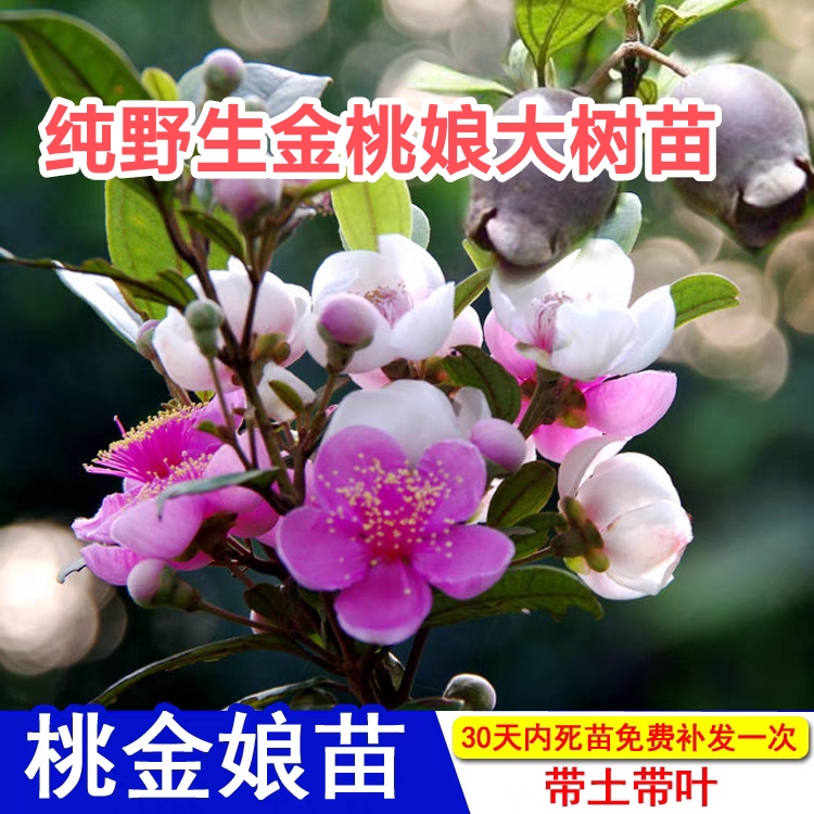 山捻子树苗野生桃金娘营养高四季