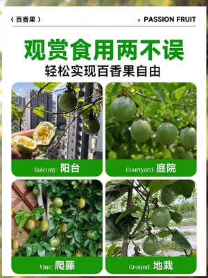 黄金百香果原生苗庭院不用换苗
