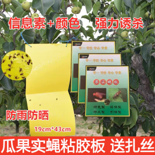 瓜果实蝇诱粘板针蜂贴果蝇诱捕器贴桔小实蝇粘虫板果园专用黏胶板