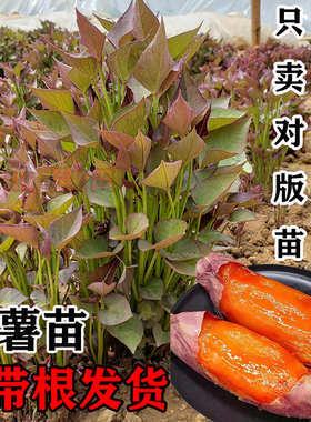 红薯苗秧烟薯蜜薯25糖心红薯苗种西瓜红紫薯板栗山芋番薯地瓜秧苗