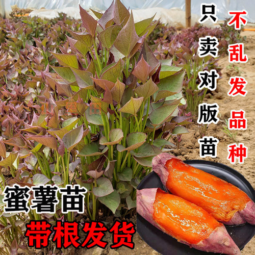 红薯苗秧烟薯蜜薯25糖心红薯苗种西瓜红紫薯板栗山芋番薯地瓜秧苗