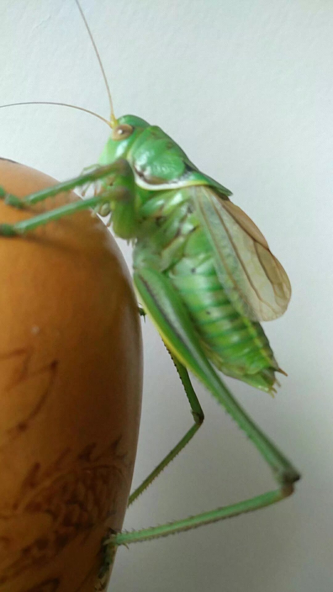 翠绿蝈蝈 绿蝈蝈 天津绿 翡翠绿 胶东绿 蚂蚱 鸣虫