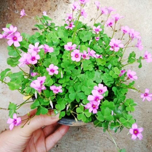 红花醡浆草三叶草苗庭院常绿地被