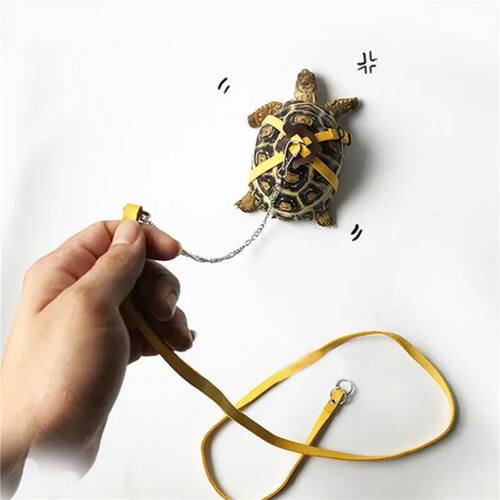 Adjustable Outdoor Pet Harness Training Soft Strap Tortoise