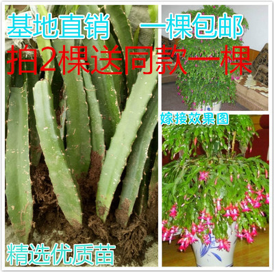 多肉植物嫁接蟹爪兰仙人掌科