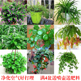 吊兰植物室内常春藤绿萝盆栽金鱼口红金心吊兰吸甲醛绿植四季 常青