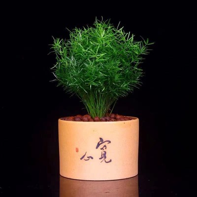 狐尾天门冬阳台盆栽中草药苗