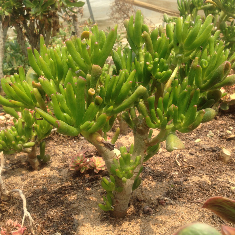 仙人多肉植物 筒叶花月 吸财树 防辐射办公桌面室内盆栽花卉绿植