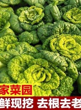 河南特产固始黄心菜新鲜传心青菜卷心菜5斤