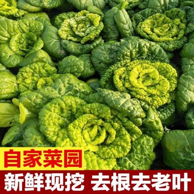 河南特产固始黄心菜新鲜传心青菜卷心菜5斤