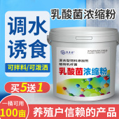 乳酸菌水产养殖专用菌种虾蟹鱼塘益生菌浓缩粉降PH氨氮乳酸菌原粉