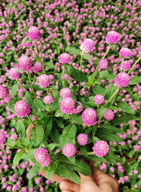 千日红3棵包邮带绿植四季阳台