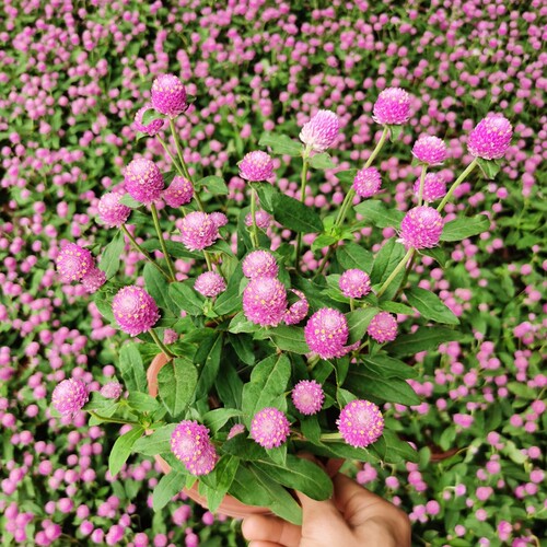 千日红3棵包邮带绿植四季阳台