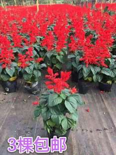 3棵包邮一串红盆栽串串红花苗带花发货庭院地栽阳台绿化工程花卉