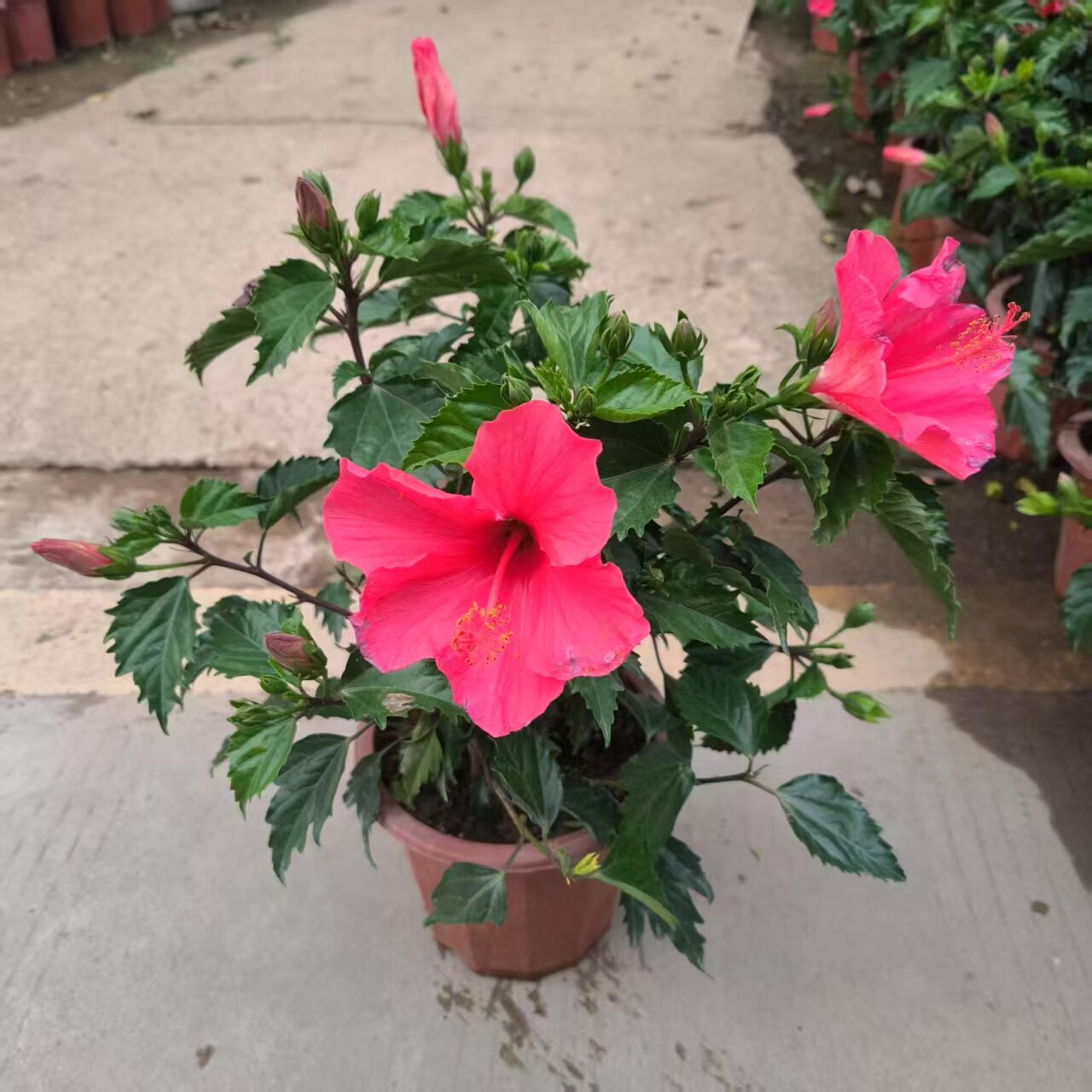 进口木槿带花苞大红花盆栽