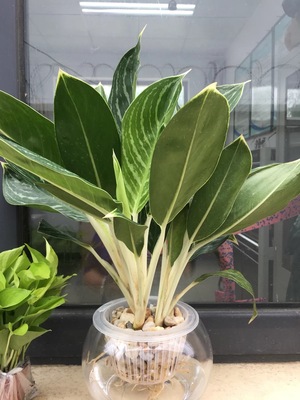 白雪公主除甲醛净化空气绿植盆栽