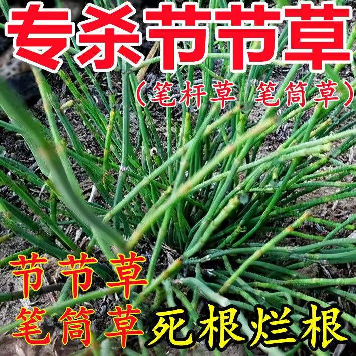 专杀节节草农药笔管草专用除草剂二甲草甘膦果园死草烂根灭草剂