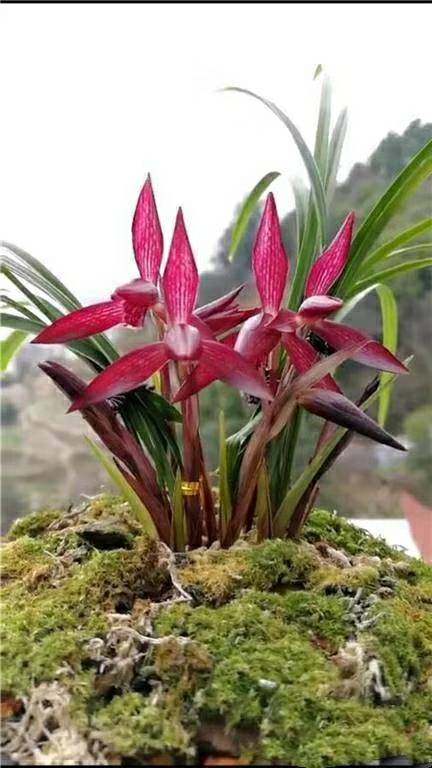 包邮兰花苗 浙江自然老种红花 春兰【红塔宝石】浓香绿植花卉园艺,鲜花速递/花卉仿真/绿植园艺,时令草本花卉,淘宝优惠券,粉丝福利购,淘宝优惠卷