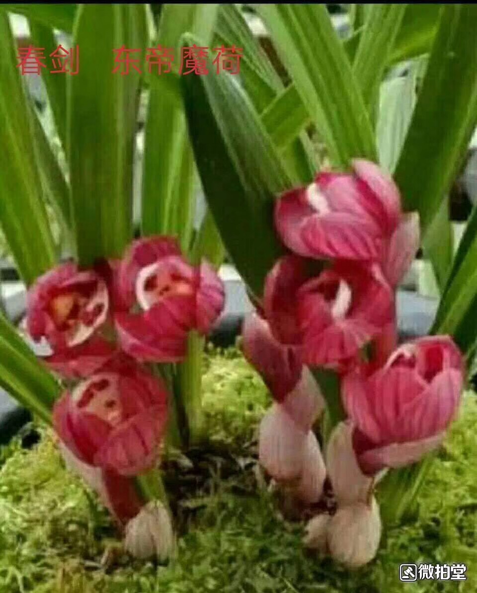 云南 老种兰花苗 春剑 东帝魔荷 阳台盆栽花卉绿植植物 包邮