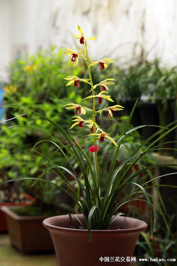 云南老种包邮兰花草 蕙兰 新品九华红素 阳台盆栽绿植植物花卉