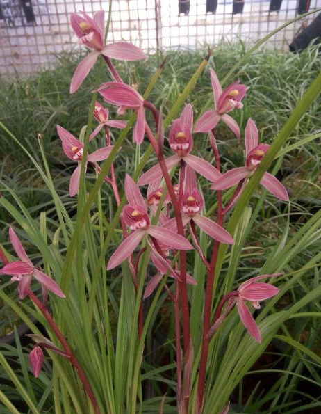 云南自然老种兰花苗 莲瓣兰【映山红】浓香绿植花卉园艺盆景,鲜花速递/花卉仿真/绿植园艺,时令草本花卉,淘宝优惠券,粉丝福利购,淘宝优惠卷