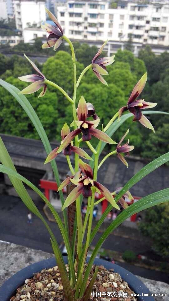 包邮兰花苗 四季开花 建兰 赤诚 阳台盆栽绿植植物花卉