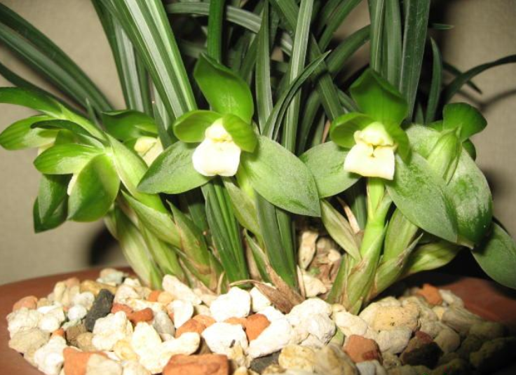 包邮浙江名品兰花苗 春兰【杨氏素荷】浓室内绿植花卉盆景园艺,鲜花速递/花卉仿真/绿植园艺,时令草本花卉,淘宝优惠券,粉丝福利购,淘宝优惠卷