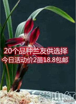 绿植云南春兰花卉阳台盆栽包邮