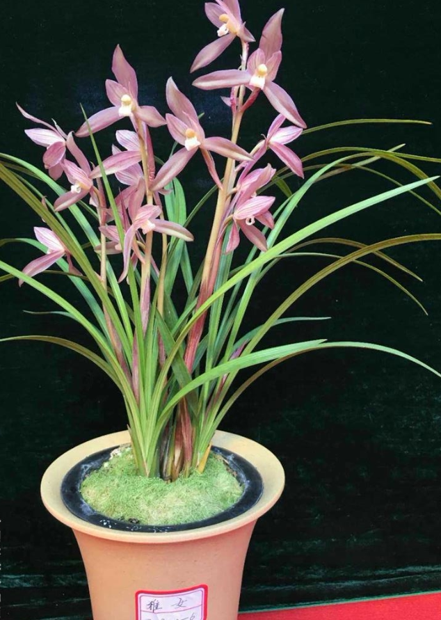 绿植四川盆景兰花苗包邮